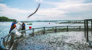 Fishermen throw vegan feed to fish